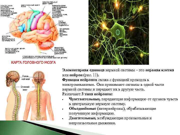 Элементарная единица нервной системы – это нервная клетка или нейрон (рис. 11). Функция нейронов