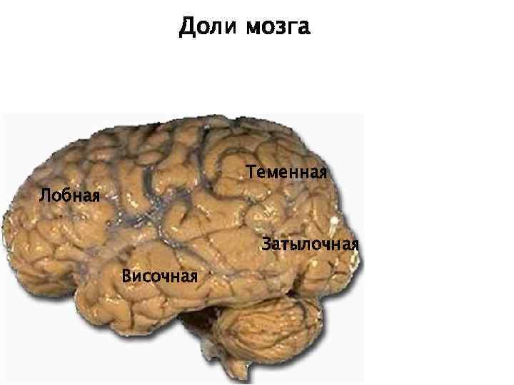 Доли мозга Теменная Лобная Затылочная Височная 