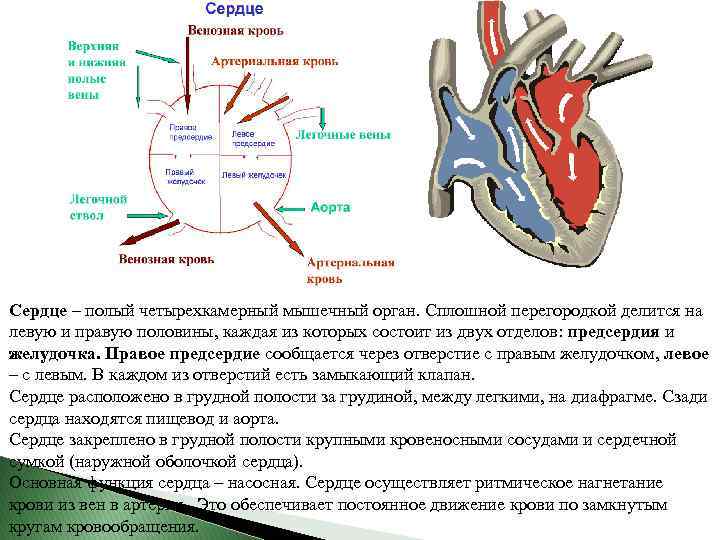 Сердце – полый четырехкамерный мышечный орган. Сплошной перегородкой делится на левую и правую половины,