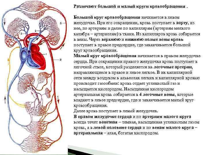 Различают большой и малый круги кровообращения. Большой круг кровообращения начинается в левом желудочке. При