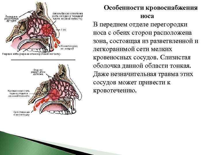 Особенности кровоснабжения носа В переднем отделе перегородки носа с обеих сторон расположена зона, состоящая