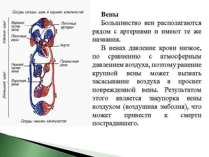 Вены Большинство вен располагаются рядом с артериями и имеют те же названия. В венах