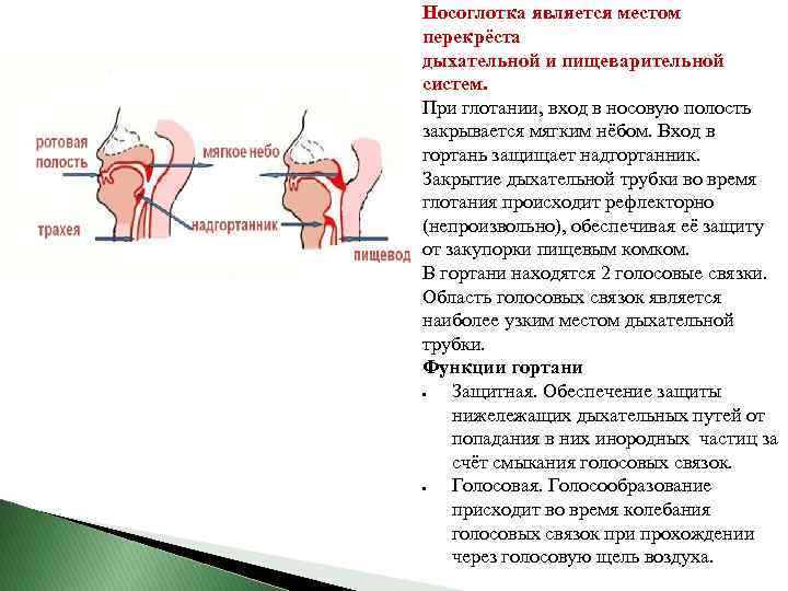 Носоглотка является местом перекрёста дыхательной и пищеварительной систем. При глотании, вход в носовую полость