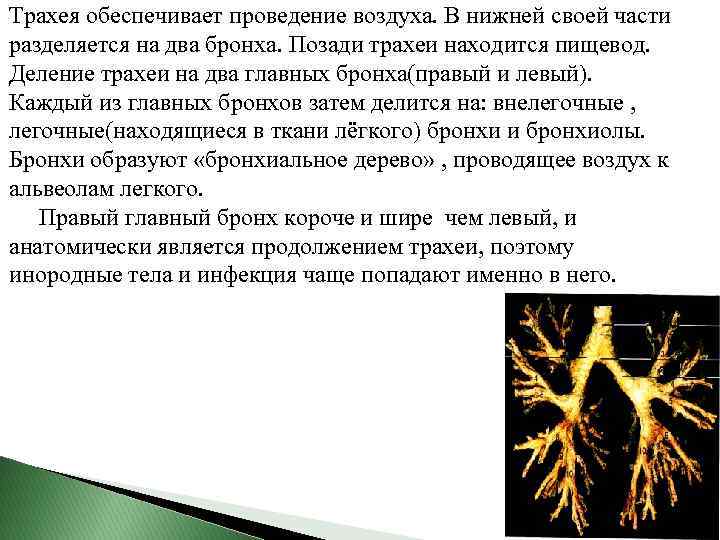 Трахея обеспечивает проведение воздуха. В нижней своей части разделяется на два бронха. Позади трахеи