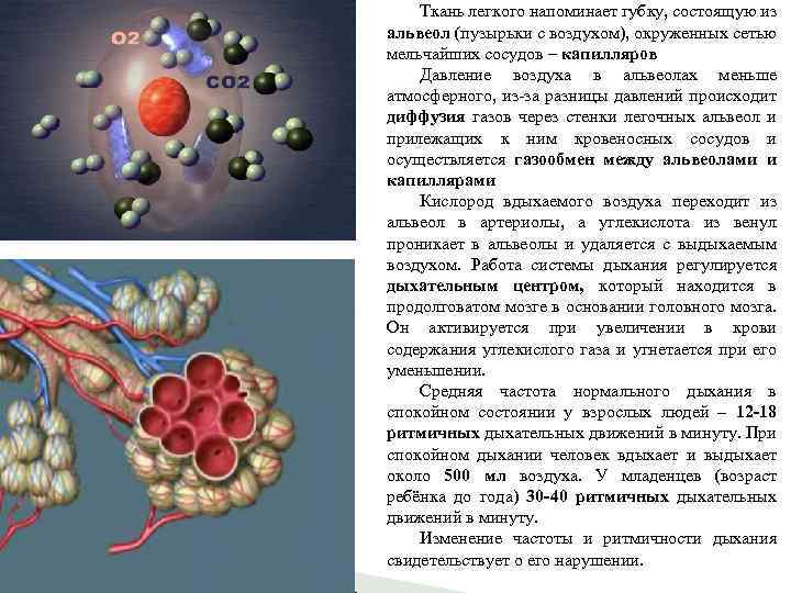 Ткань легкого напоминает губку, состоящую из альвеол (пузырьки с воздухом), окруженных сетью мельчайших сосудов