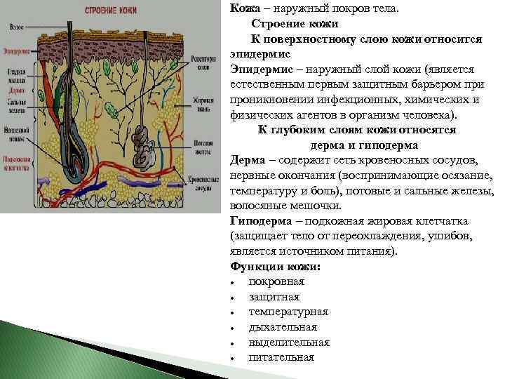 Кожа – наружный покров тела. Строение кожи К поверхностному слою кожи относится эпидермис Эпидермис