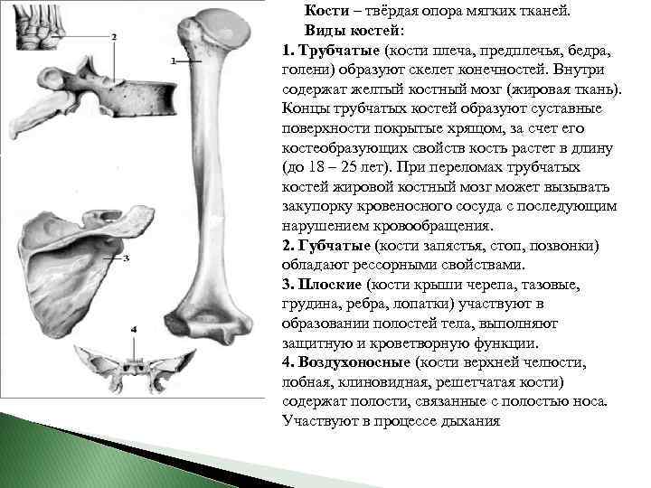 Кости – твёрдая опора мягких тканей. Виды костей: 1. Трубчатые (кости плеча, предплечья, бедра,