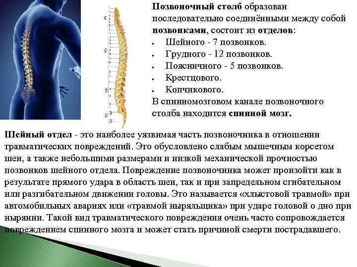 Позвоночный столб образован последовательно соединёнными между собой позвонками, состоит из отделов: Шейного - 7