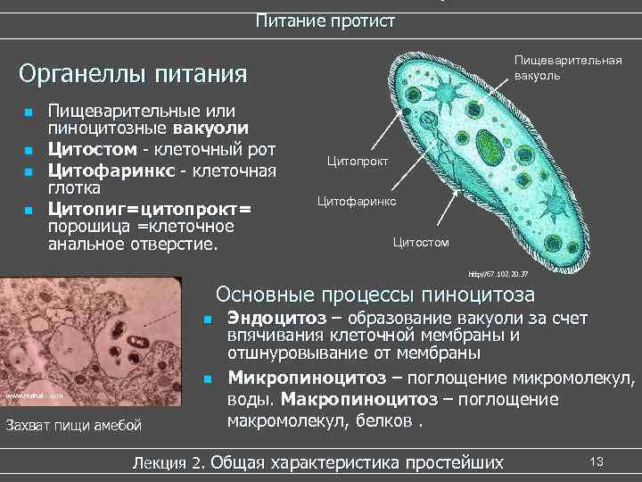 Общая характеристика простейших