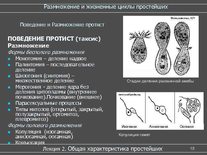 Размножение и жизненные циклы простейших Жизнь животных, 1971 Поведение и Размножение протист ПОВЕДЕНИЕ ПРОТИСТ