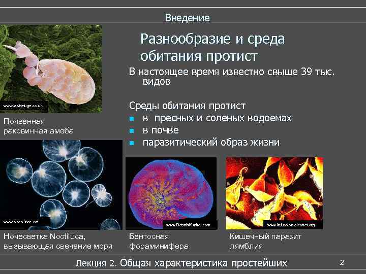 Введение Разнообразие и среда обитания протист В настоящее время известно свыше 39 тыс. видов