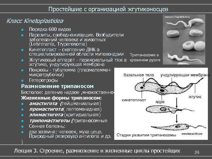 Расскажите о типах питания встречающихся у жгутиконосцев