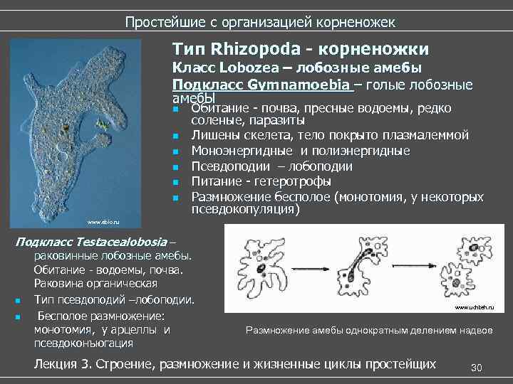 Простейшие с организацией корненожек Тип Rhizopoda - корненожки Класс Lobozea – лобозные амебы Подкласс