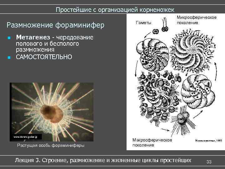 Простейшие с организацией корненожек Размножение фораминифер n n Гаметы Микросферическое поколение Метагенез - чередование