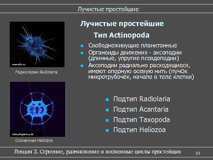 Лучистые простейшие Тип Actinopoda n n www. ebio. ru Радиолярии Radiolaria n Свободноживущие планктонные