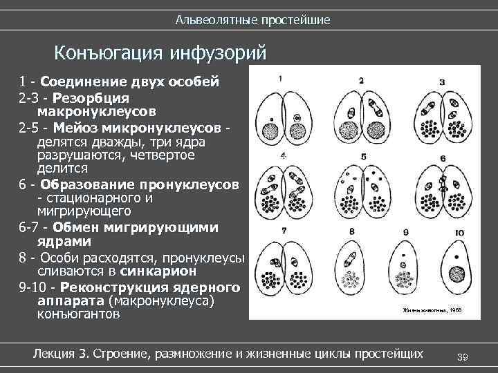 Конъюгация у инфузорий схема