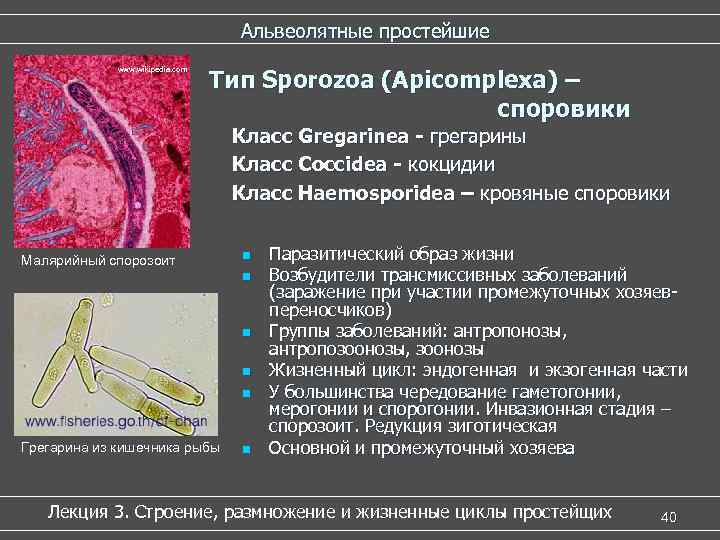 Кровяные споровики