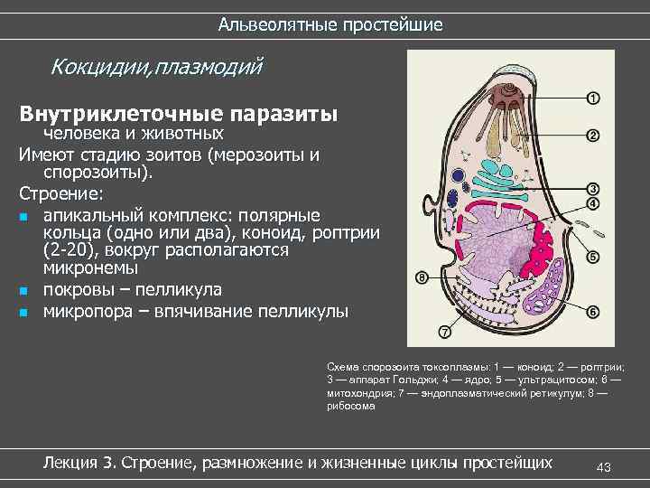 Жизненный цикл кокцидии схема