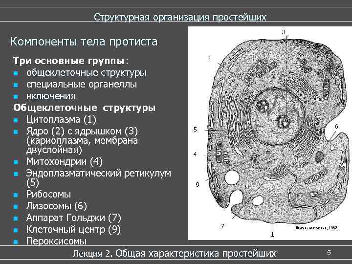 Структурная организация простейших Компоненты тела протиста 2 Три основные группы: n общеклеточные структуры n