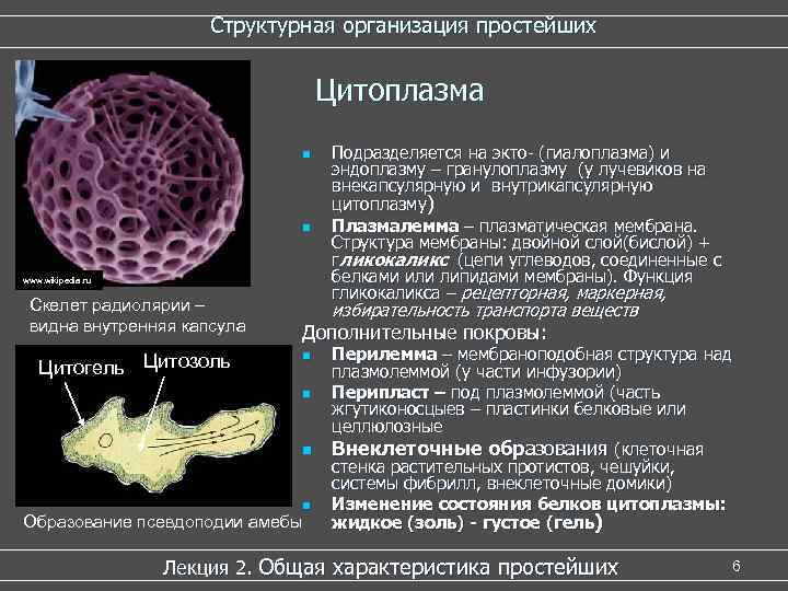 Структурная организация простейших Цитоплазма n n www. wikipedia. ru Скелет радиолярии – видна внутренняя