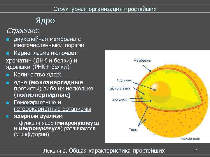 Кариоплазмой называют