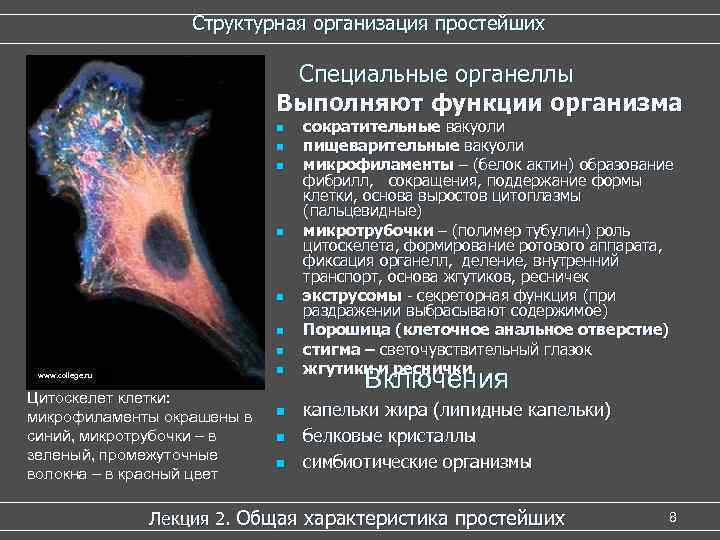 План строения простейших соответствует общим чертам организации ядерной