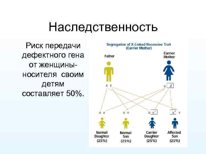 Наследственность Риск передачи дефектного гена от женщиныносителя своим детям составляет 50%. 