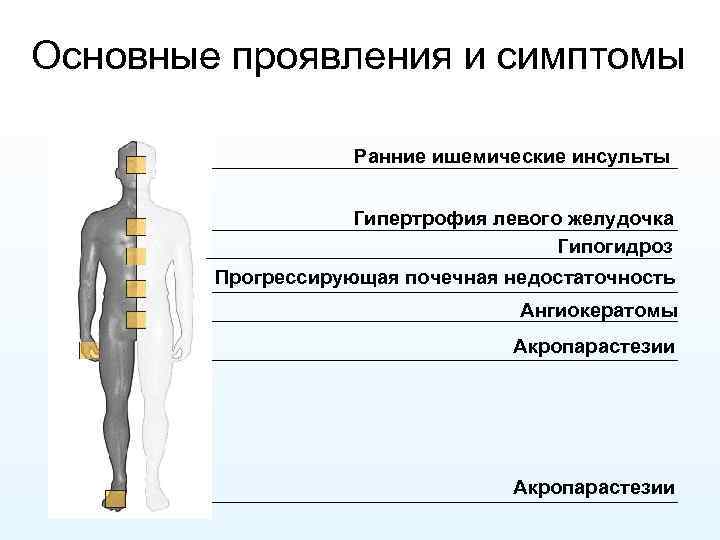 Основные проявления и симптомы Ранние ишемические инсульты Гипертрофия левого желудочка Гипогидроз Прогрессирующая почечная недостаточность