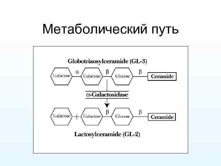 Метаболический путь 
