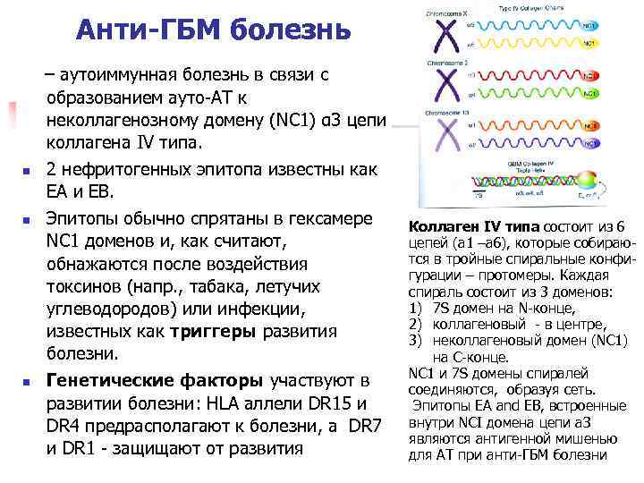 Анти-ГБМ болезнь n n n – аутоиммунная болезнь в связи с образованием ауто-АТ к