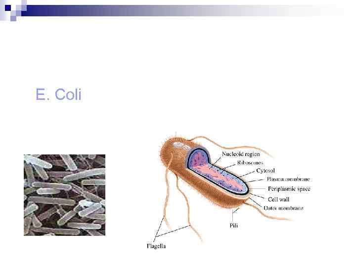 E. Coli 