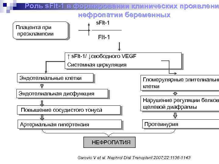 Роль s. Flt-1 в формировании клинических проявлени нефропатии беременных s. Flt-1 Плацента при преэклампсии