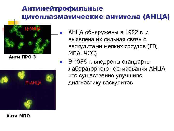 Антинейтрофильные цитоплазматические антитела (АНЦА) Ц-АНЦА n Анти-ПРО-3 n П-АНЦА Анти-МПО АНЦА обнаружены в 1982