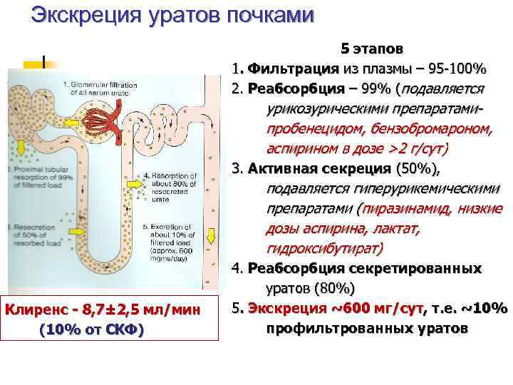 Фильтрация реабсорбция секреция в почках