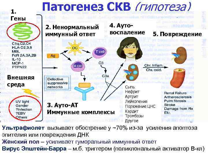 1. Гены Патогенез СКВ (гипотеза) 2. Ненормальный иммунный ответ 4. Аутовоспаление Внешняя среда 3.