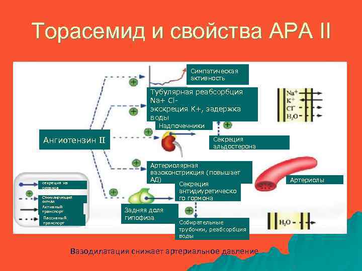Торасемид и свойства АРА II Симпатическая активность Тубулярная реабсорбция Na+ Clэкскреция K+, задержка воды