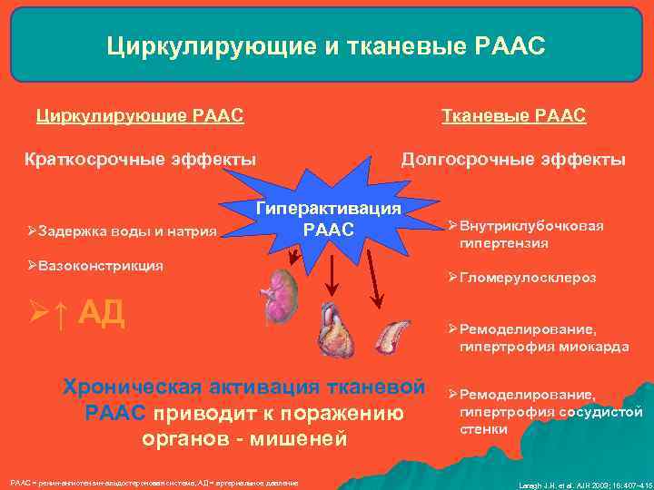 Циркулирующие и тканевые РААС Циркулирующие РААС Тканевые РААС Краткосрочные эффекты Долгосрочные эффекты ØЗадержка воды