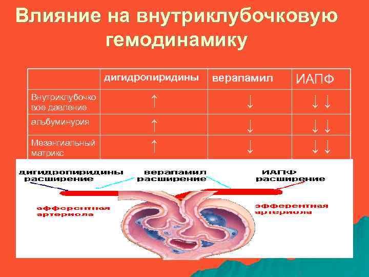 Влияние на внутриклубочковую гемодинамику дигидропиридины верапамил ИАПФ Внутриклубочко вое давление ↑ ↓ ↓↓ альбуминурия