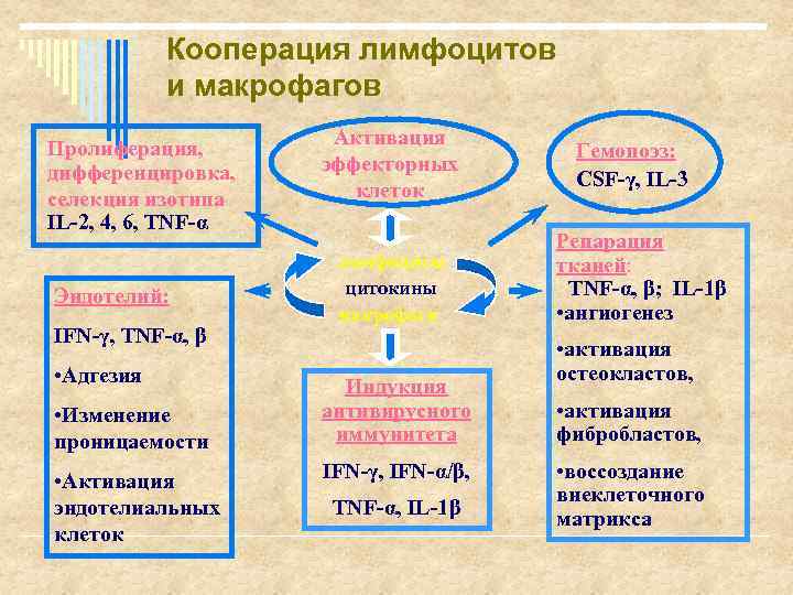 Кооперация лимфоцитов и макрофагов Пролиферация, дифференцировка, селекция изотипа IL-2, 4, 6, TNF-α Эндотелий: IFN-γ,