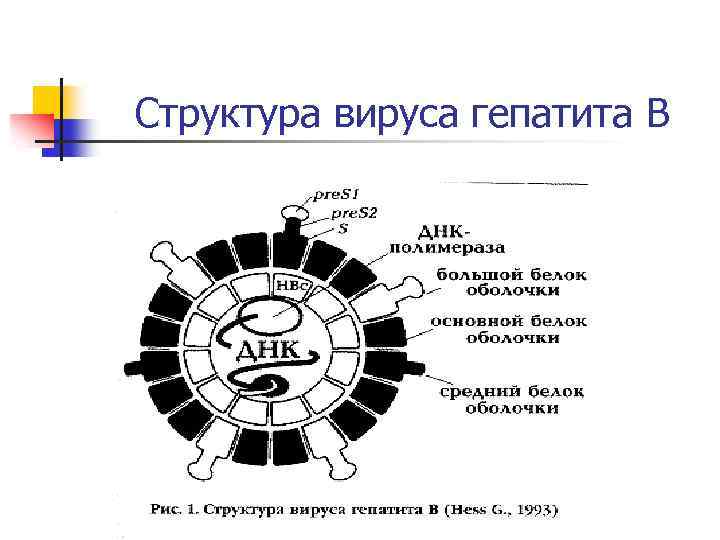 Структура вируса гепатита В 
