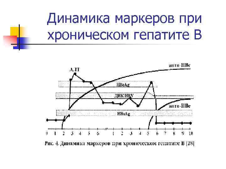 Динамика маркеров при хроническом гепатите В 