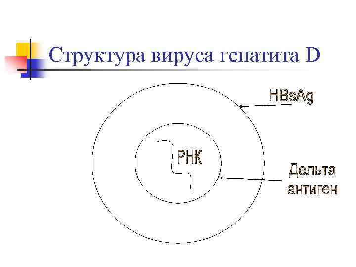 Структура вируса гепатита D 