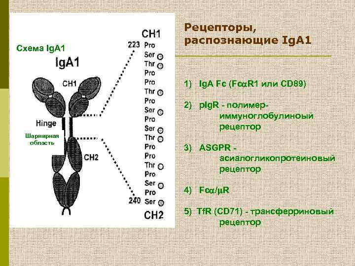 Схема Ig. А 1 Рецепторы, распознающие Ig. А 1 1) Ig. A Fc (Fc