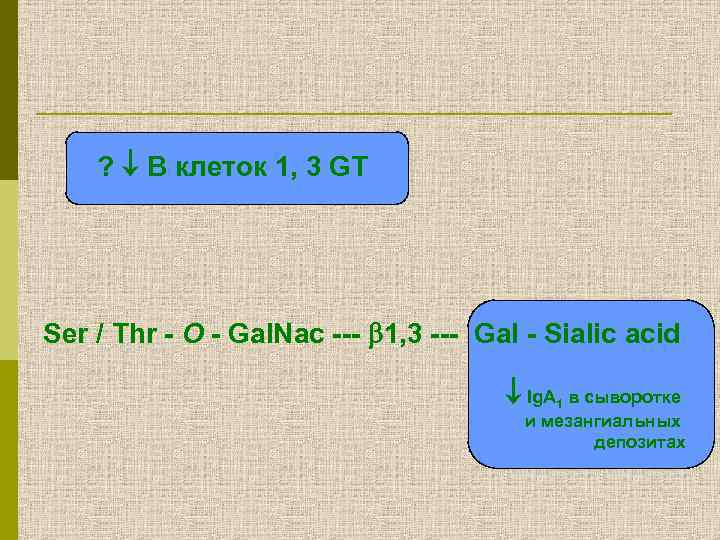 ? В клеток 1, 3 GT Ser / Thr - O - Gal. Nac