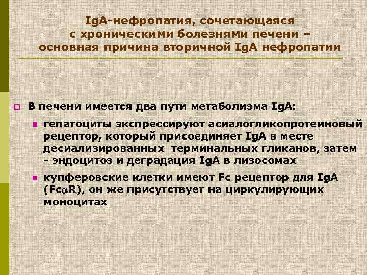 Ig. A-нефропатия, сочетающаяся с хроническими болезнями печени – основная причина вторичной Ig. A нефропатии