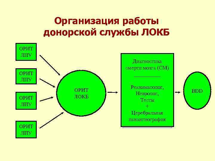 Организация работы донорской службы ЛОКБ ОРИТ ЛПУ Диагностика смерти мозга (СМ) _____ ОРИТ ЛПУ