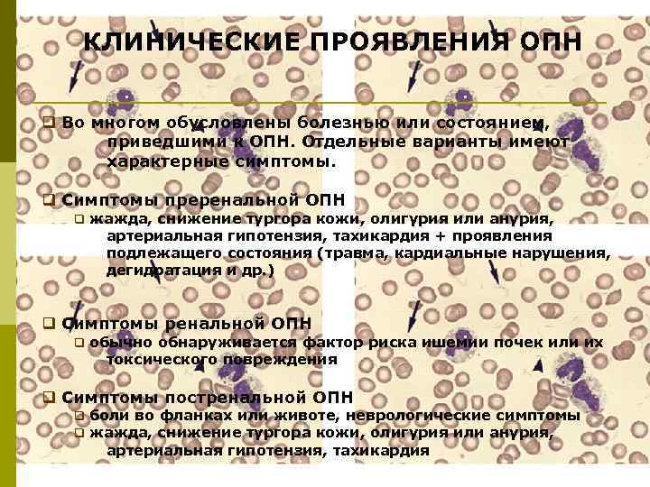 КЛИНИЧЕСКИЕ ПРОЯВЛЕНИЯ ОПН q Во многом обусловлены болезнью или состоянием, приведшими к ОПН. Отдельные