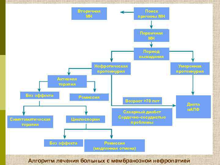 Вторичная МН Поиск причины МН Первичная МН Период выжидания Нефротическая протеинурия Умеренная протеинурия Активная
