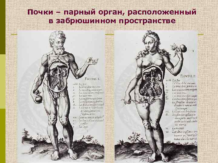 Почки – парный орган, расположенный в забрюшинном пространстве 