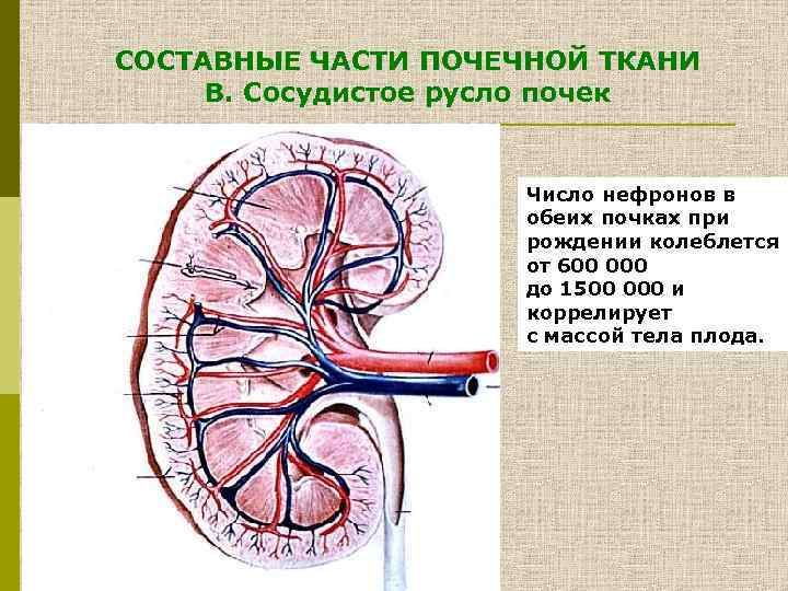 Ткани почки. Кровеносное русло почки анатомия. Составные части почечной ткани. Кровесное Руслов почке. Внутриорганное сосудистое русло почек.